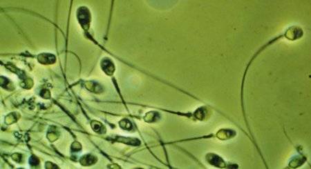 Les spermatozoïdes transmettent plus que l’ADN