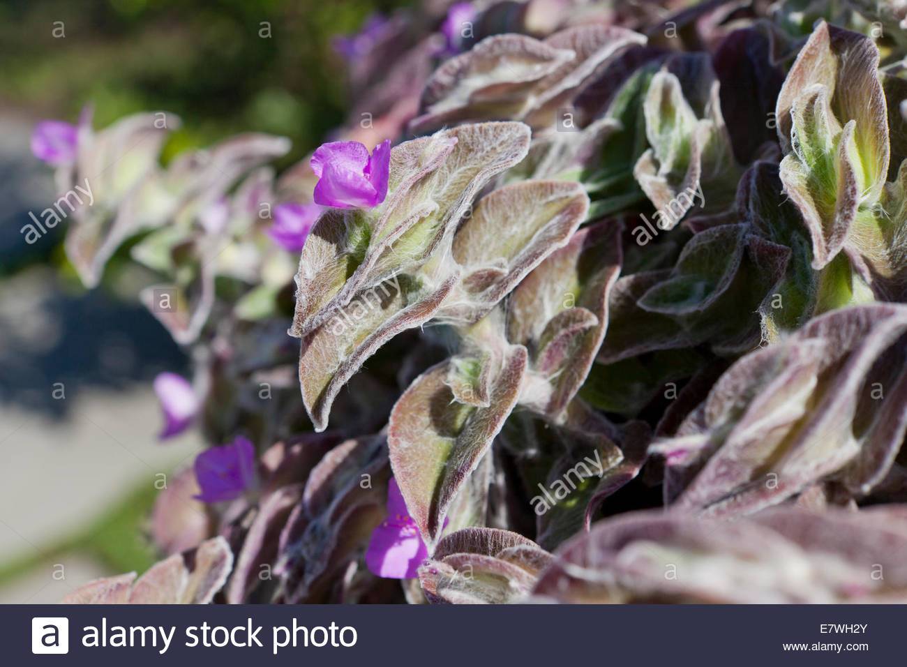 Tradescantia Pale : le Juif errant du coeur pourpre