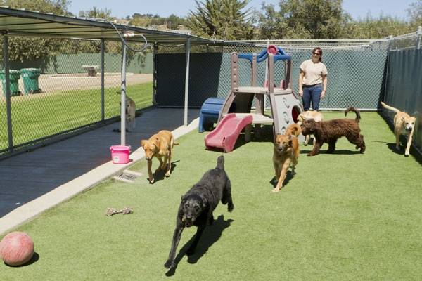 Appel à tous les propriétaires d’animaux : Essais de base pour une maison plus sûre –