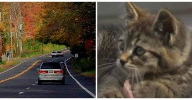 Road Trip pour Chats |.