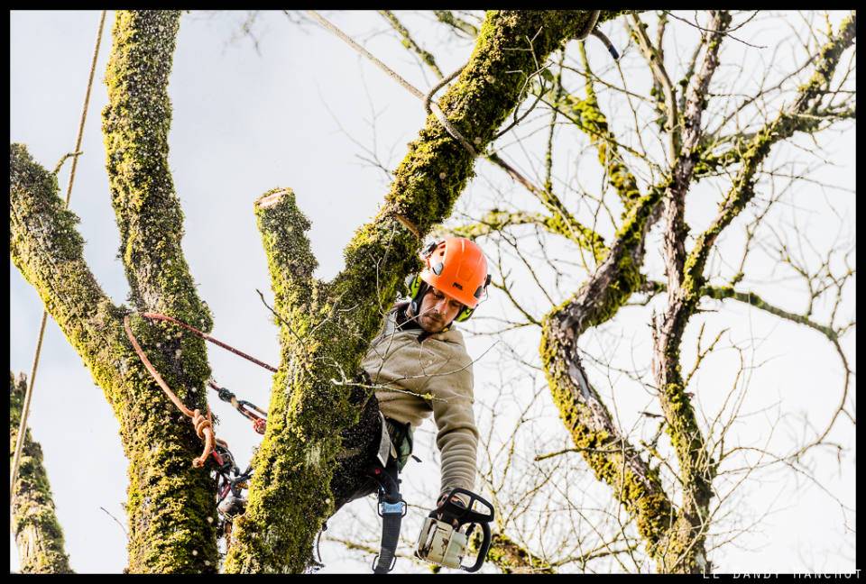 Que faut-il savoir les travaux d’élagage d’arbre?